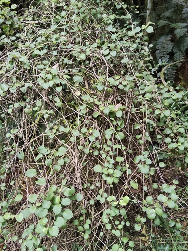 Brachyglottis sciadophila, photograph 6