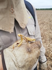 Stagmatoptera femoralis