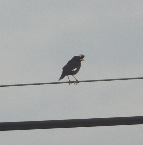 Great Myna