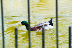 Anas platyrhynchos domesticus