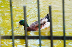 Anas platyrhynchos domesticus