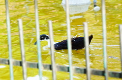 Anas platyrhynchos domesticus