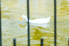 Anas platyrhynchos domesticus