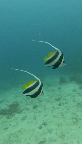 Heniochus acuminatus