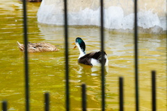 Anas platyrhynchos domesticus