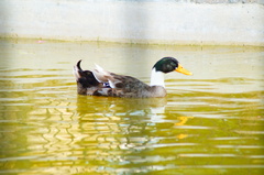 Anas platyrhynchos domesticus