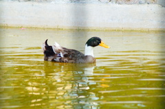 Anas platyrhynchos domesticus