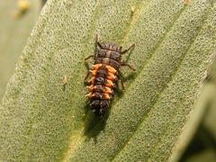 Harmonia axyridis