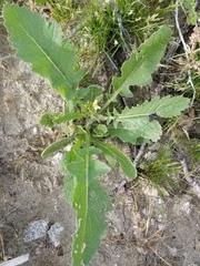 Brassica tournefortii