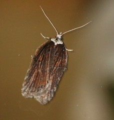 Acleris pulverosana