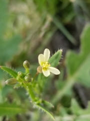 Brassica tournefortii