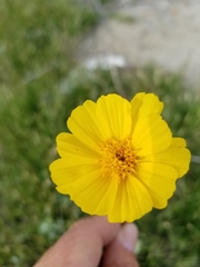 Geraea canescens