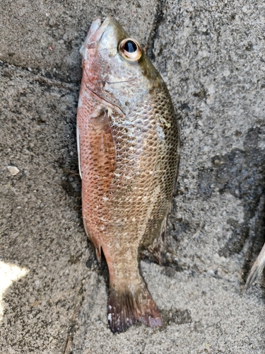 Lutjanus argentimaculatus