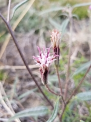 Palafoxia arida