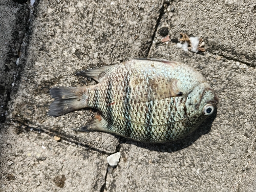 Abudefduf bengalensis