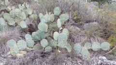 Opuntia cacanapa
