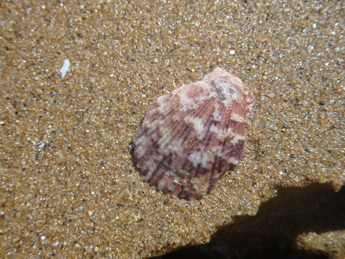 Mimachlamys varia varia