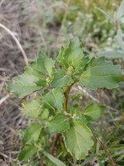 Chenopodiastrum murale