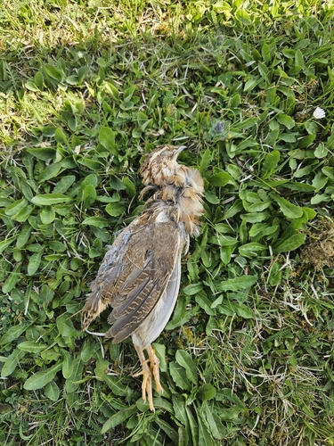 Common Quail (Coturnix coturnix), photo 4