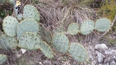 Opuntia cacanapa