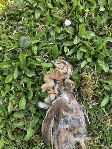 Common Quail (Coturnix coturnix), photo 5