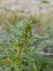 Salsola tragus