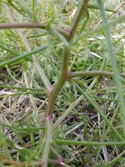 Salsola tragus