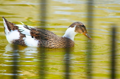 Anas platyrhynchos domesticus