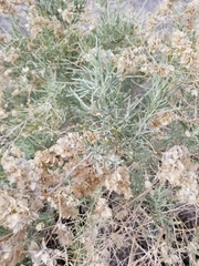 Atriplex canescens