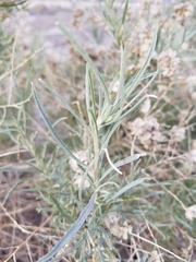 Atriplex canescens