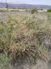 Atriplex canescens