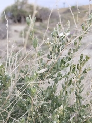 Atriplex polycarpa