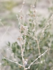 Atriplex polycarpa