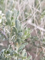 Atriplex polycarpa