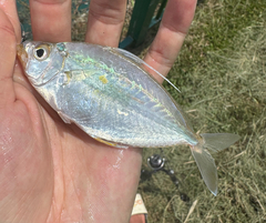Whipfin Ponyfish photo 2