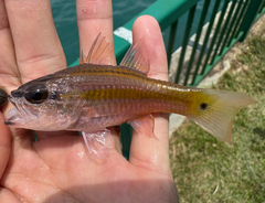 Cavite Cardinalfish photo 5