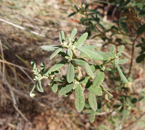 Zieria cytisoides, photograph 5