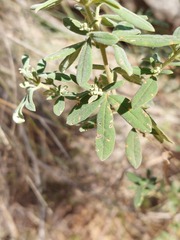 Zieria cytisoides, photograph (c) Ruth Palsson, some rights reserved (CC BY-SA)