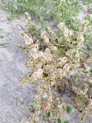 Salsola tragus