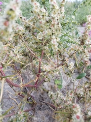 Salsola tragus
