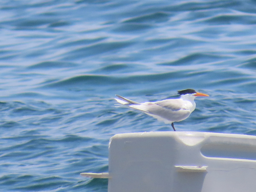 iNaturalist image