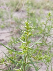 Salsola tragus