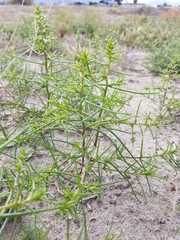 Salsola tragus