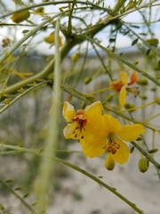 Parkinsonia aculeata