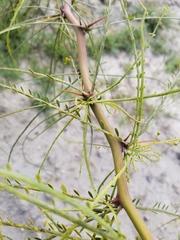 Parkinsonia aculeata