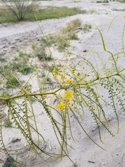 Parkinsonia aculeata