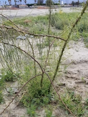 Parkinsonia aculeata