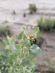 Atriplex lentiformis