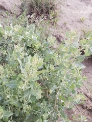 Atriplex lentiformis