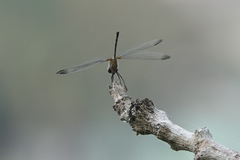 Dythemis nigra